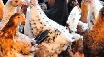 استقرار أسعار الفراخ البلدي والبيضاء في أسواق محافظة الأقصر اليوم الإثنين